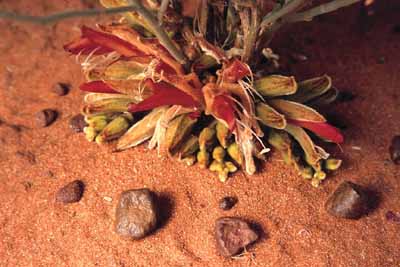 Desert flower