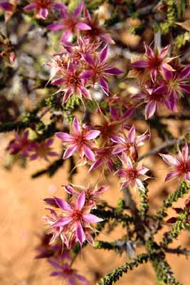 Wildflowers