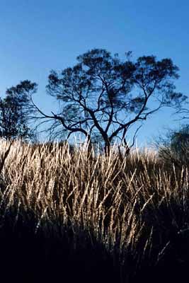 Spinifex in the late afternoon