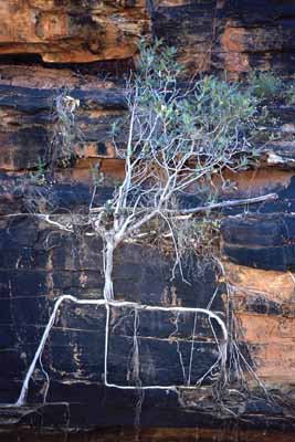 Fig growing on rock