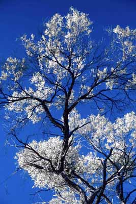 Desert tree and sky